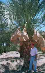 Barhee date palm with Ted
